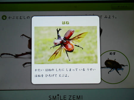 スマイルゼミ自然の講座「カブトムシ虫の動画」